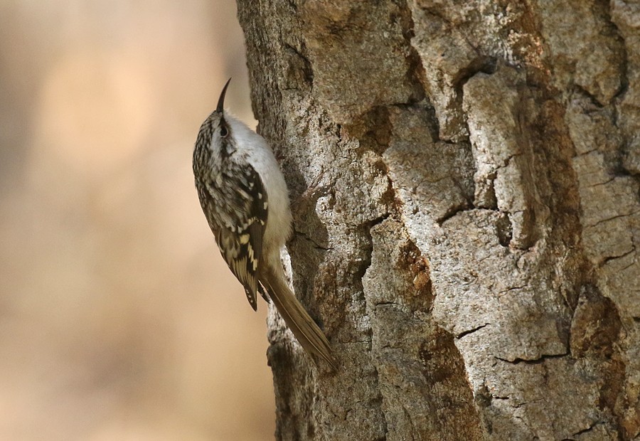 Brown Creeper - ML72182151