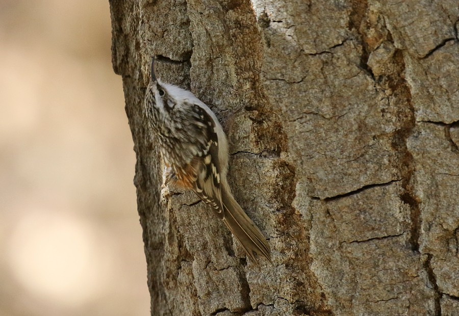 Brown Creeper - ML72182161