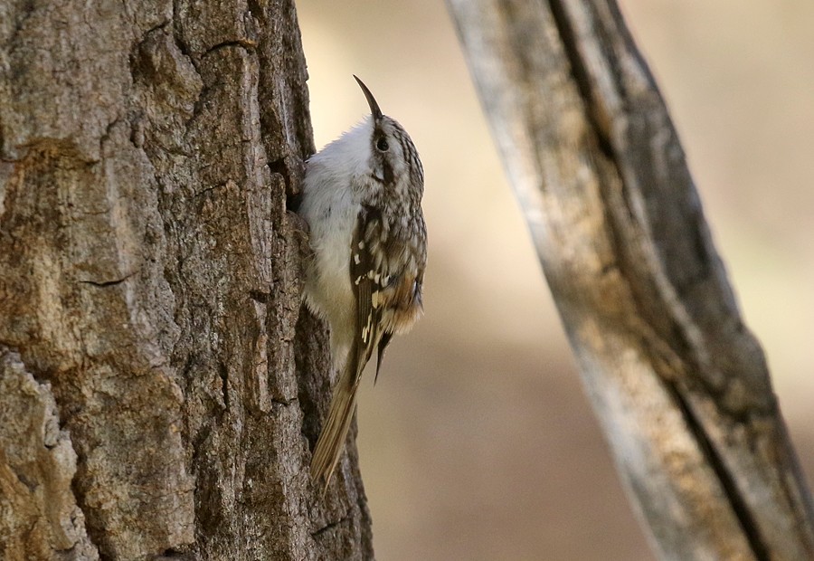 Brown Creeper - ML72182171