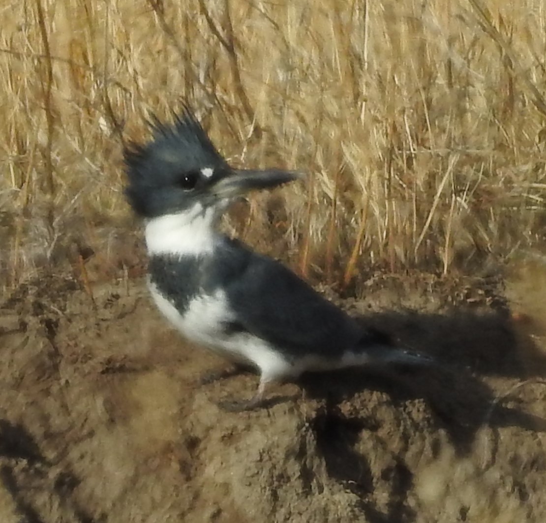 Belted Kingfisher - Shane Sater