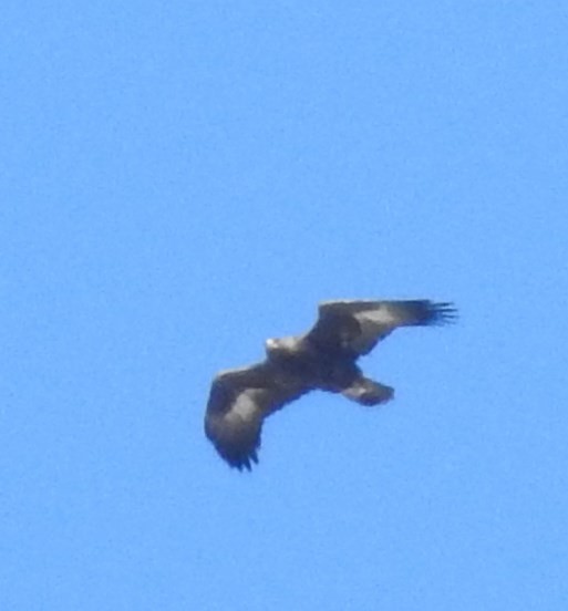 Golden Eagle - ML72182341