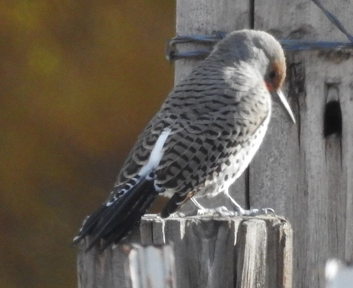 Northern Flicker (Yellow-shafted x Red-shafted) - Shane Sater