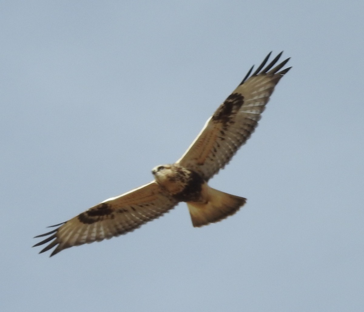 Rough-legged Hawk - ML72182551