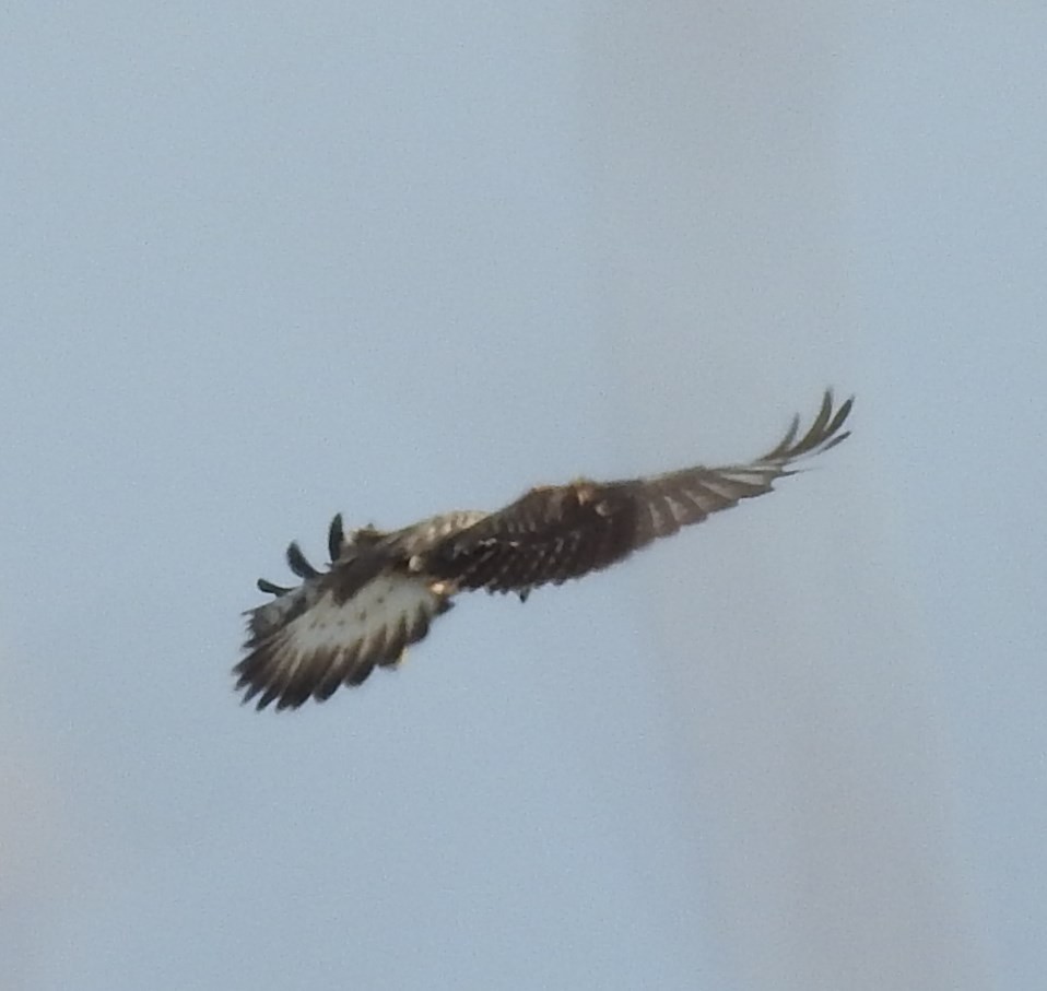 Rough-legged Hawk - ML72182631