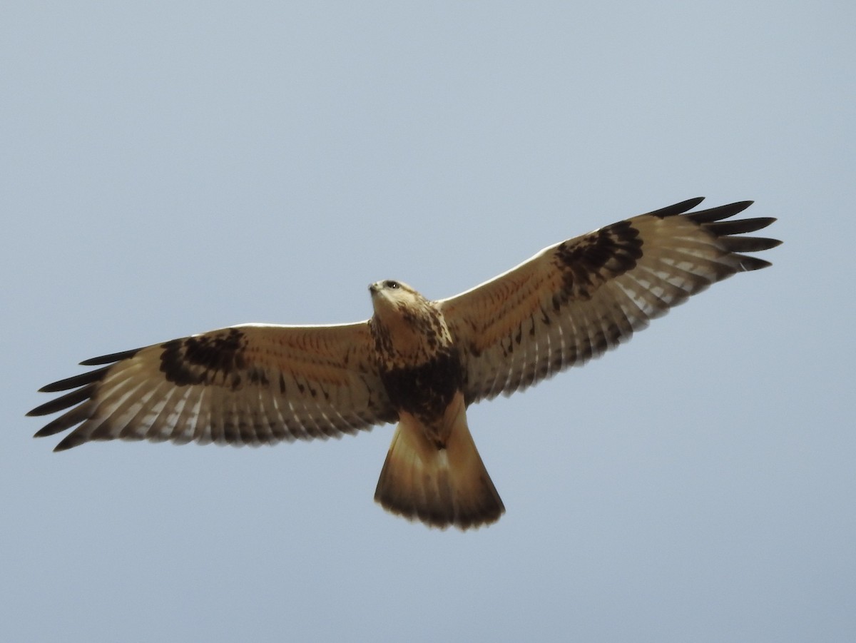 Raufußbussard - ML72182691