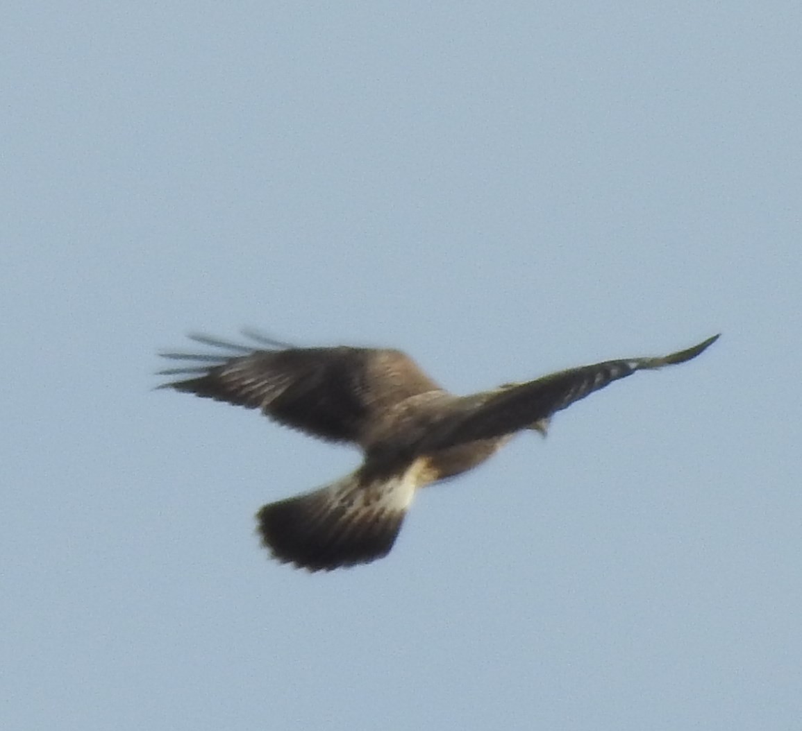 Rough-legged Hawk - ML72182711