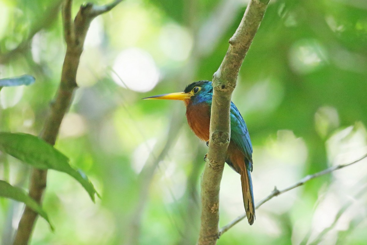 Blue-cheeked Jacamar - David Lang