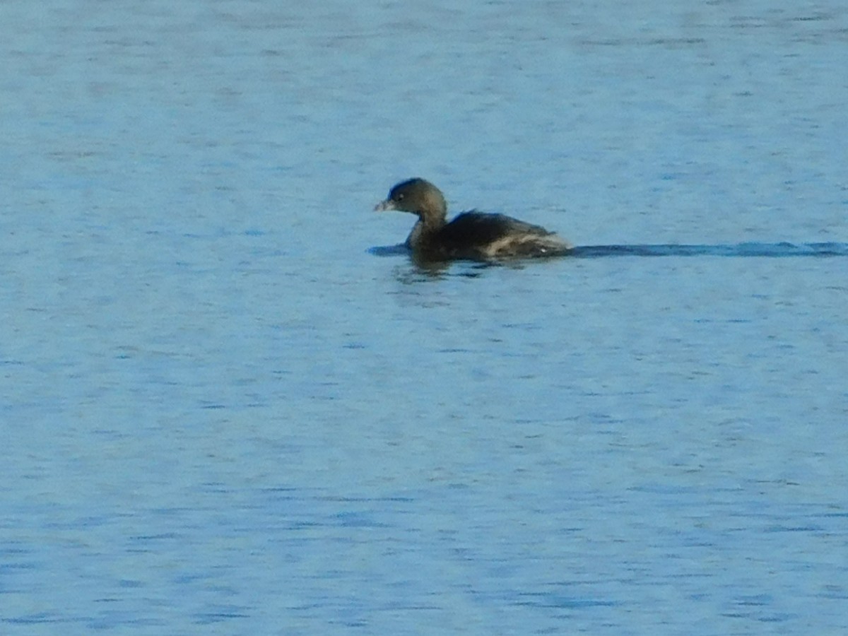 Pied-billed Grebe - ML72184111