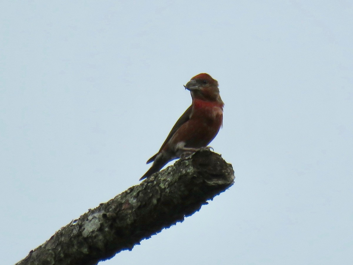 Red Crossbill - ML72184291