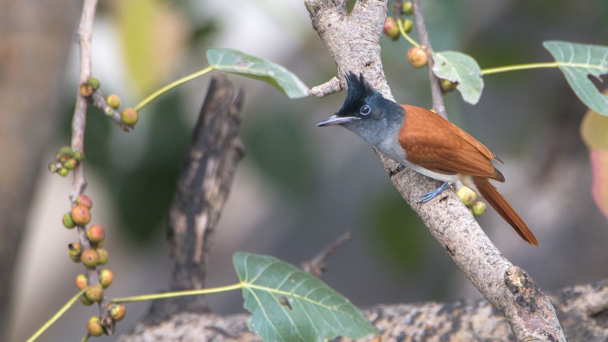 Indian Paradise-Flycatcher - Madhuri Deshmukh