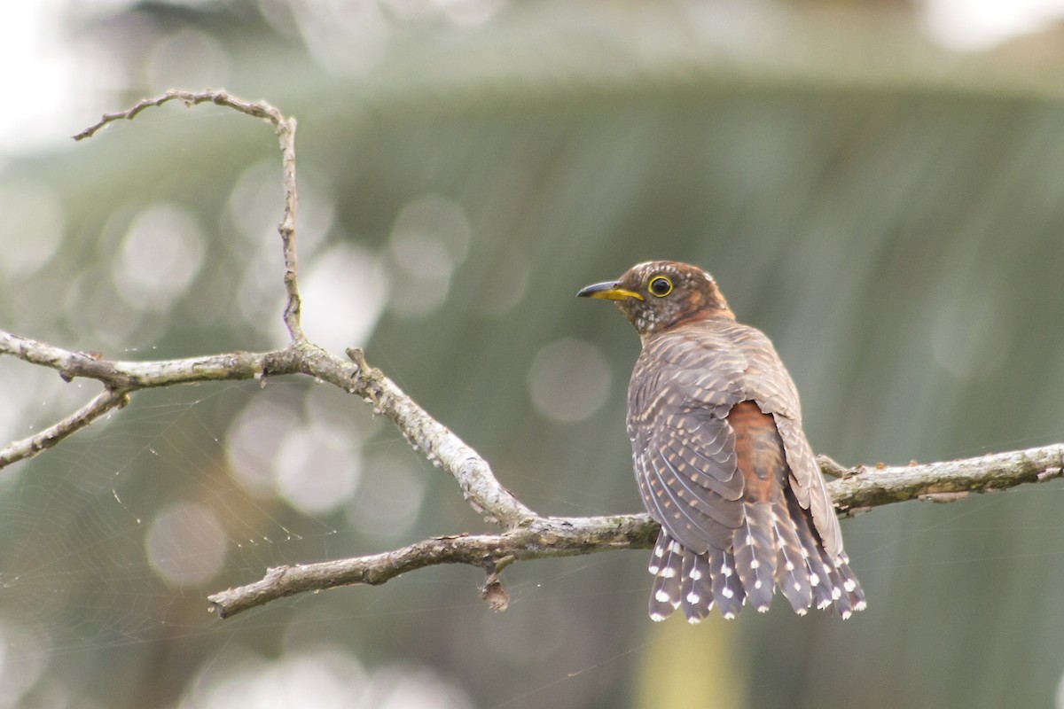 Lesser Cuckoo - Ramesh Shenai