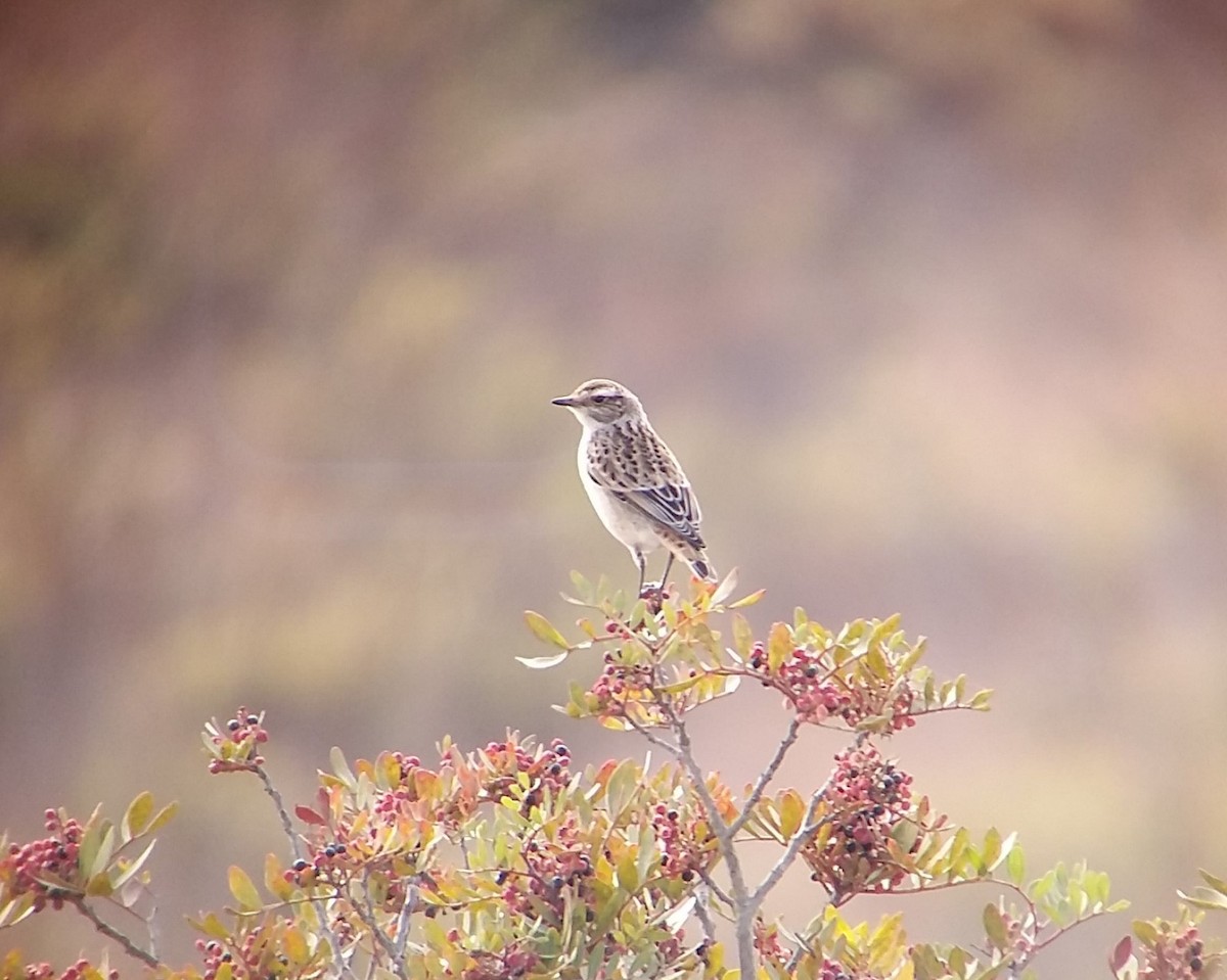 Whinchat - ML72187571
