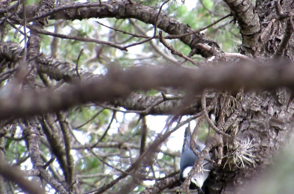 White-breasted Nuthatch - ML72189151