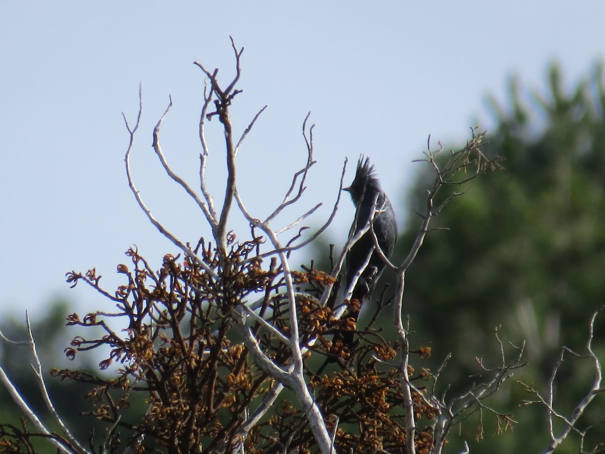 Capulinero Negro - ML72189581