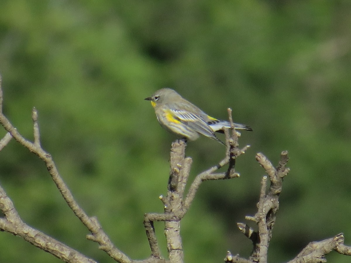 Yellow-rumped Warbler (Audubon's) - ML72189661