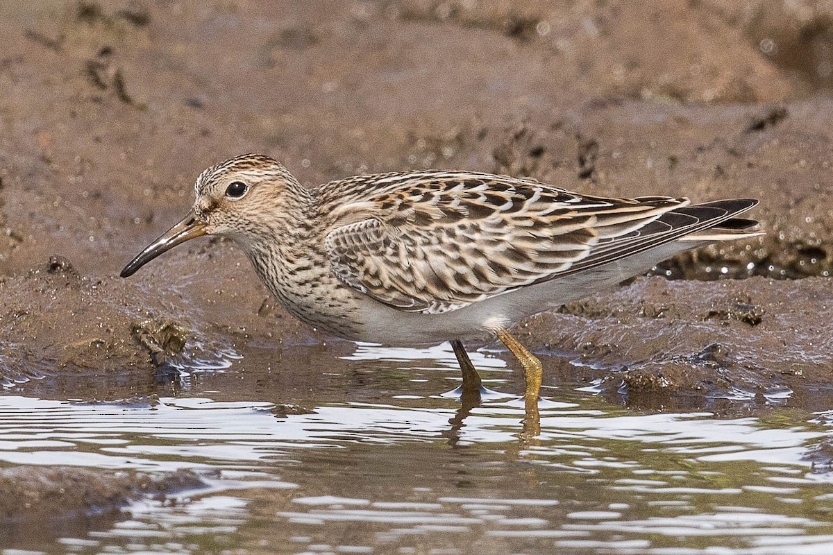 Pectoral Sandpiper - Eric VanderWerf