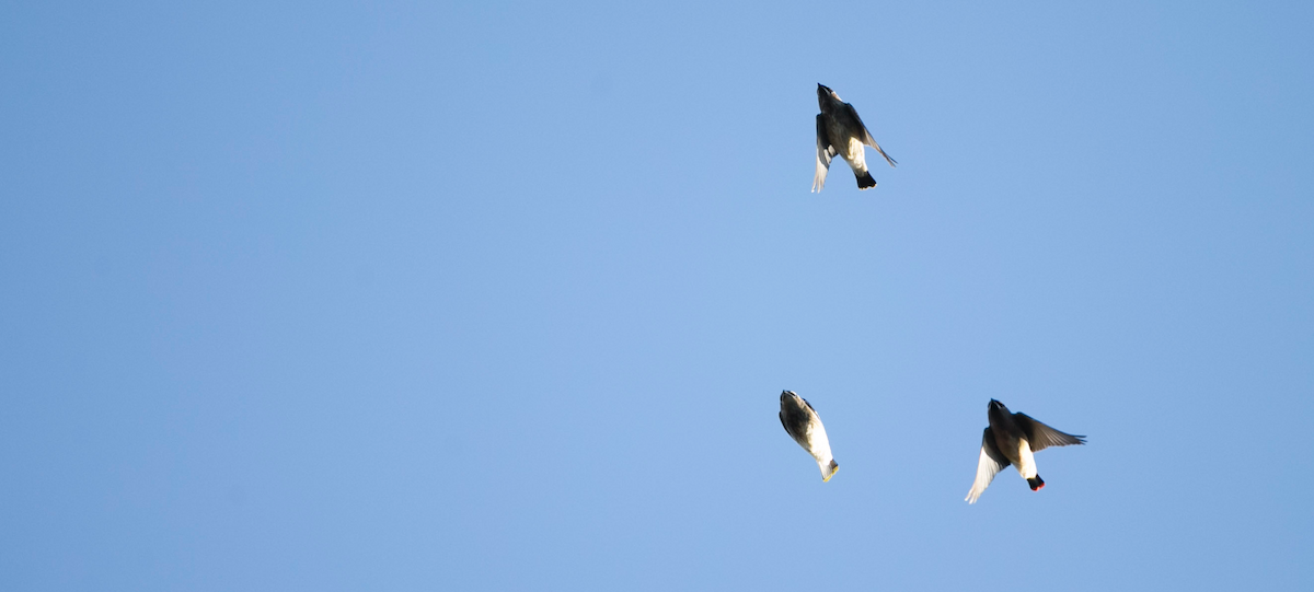 Cedar Waxwing - Brandon Holden