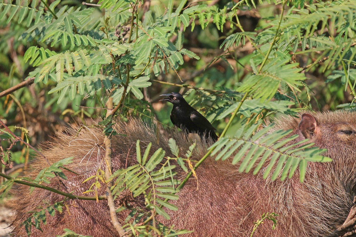 Giant Cowbird - ML72191671