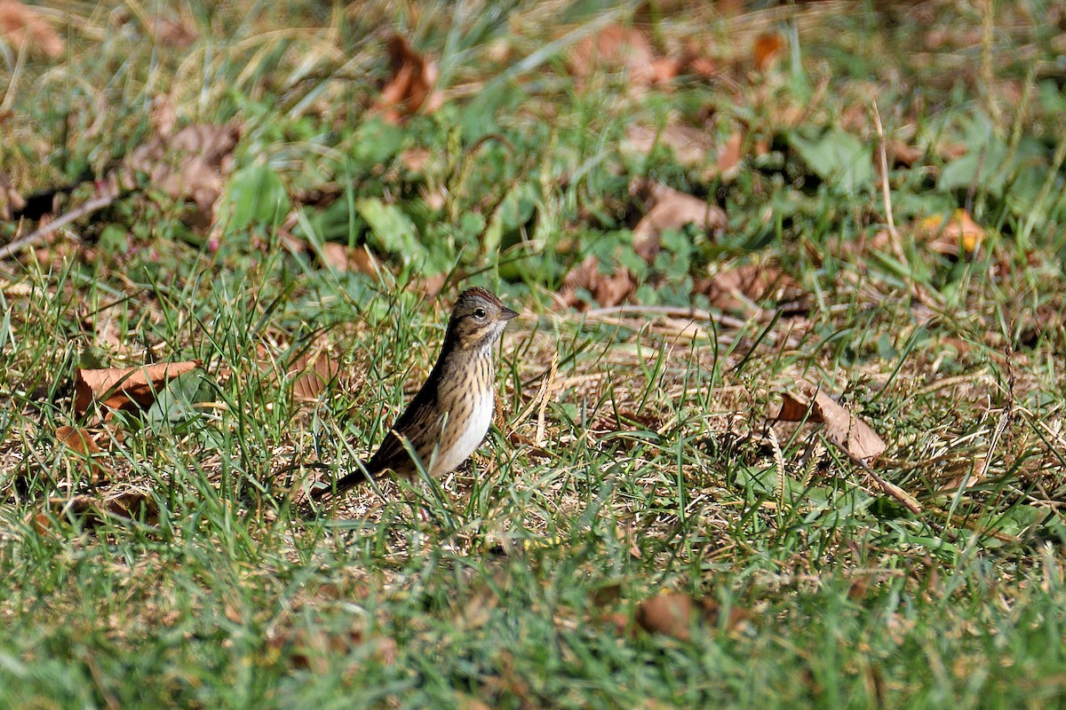 Lincoln's Sparrow - ML72192131
