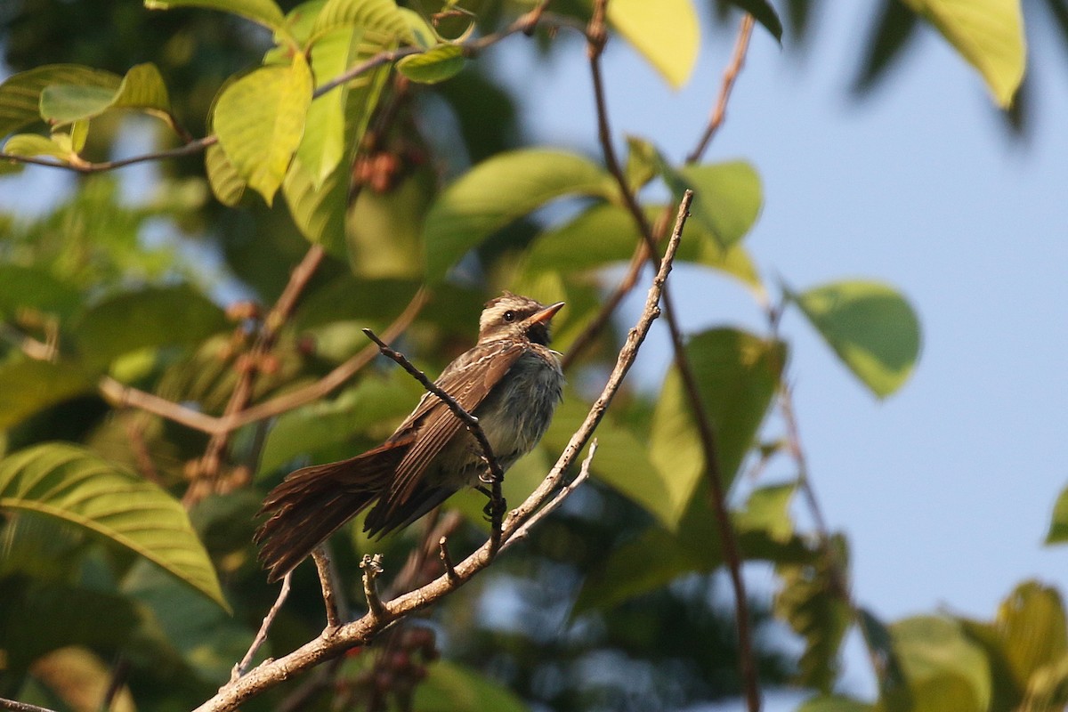 Variegated Flycatcher - ML72192891