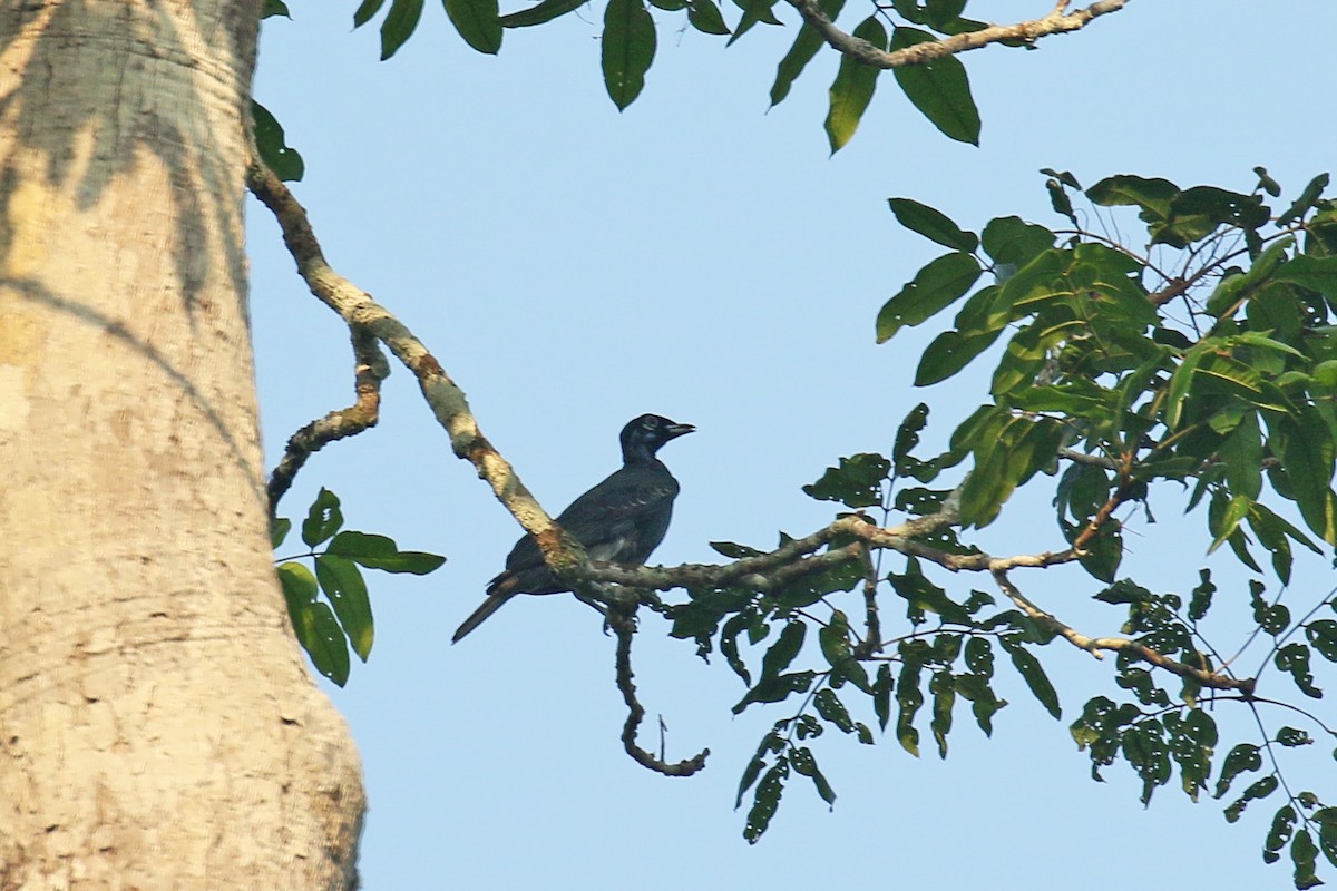 Bare-necked Fruitcrow - ML72193661