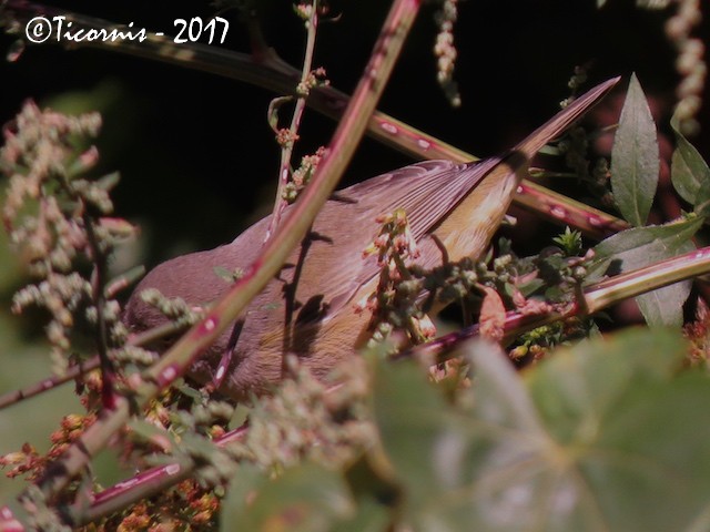 Orange-crowned Warbler - ML72194141