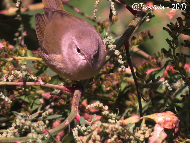 Orange-crowned Warbler - ML72194151