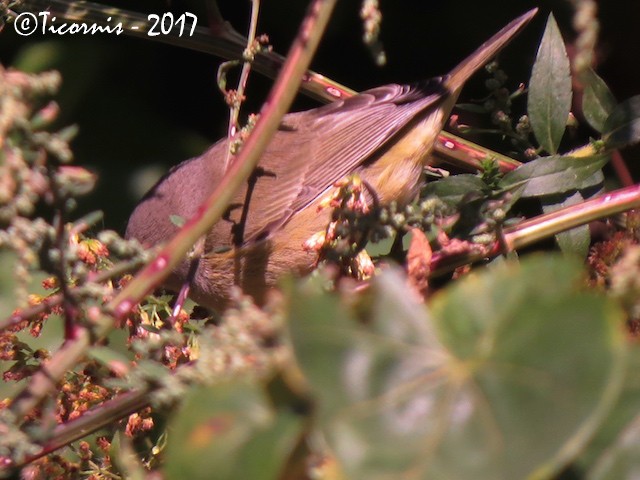 Orange-crowned Warbler - ML72194161