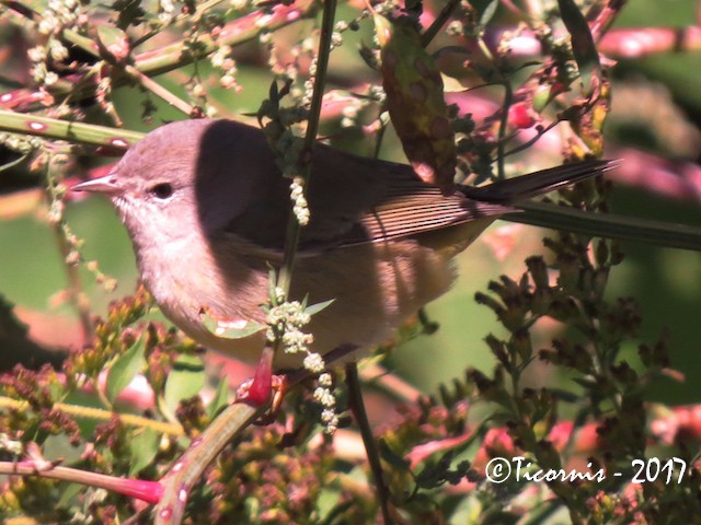 Orange-crowned Warbler - ML72194171