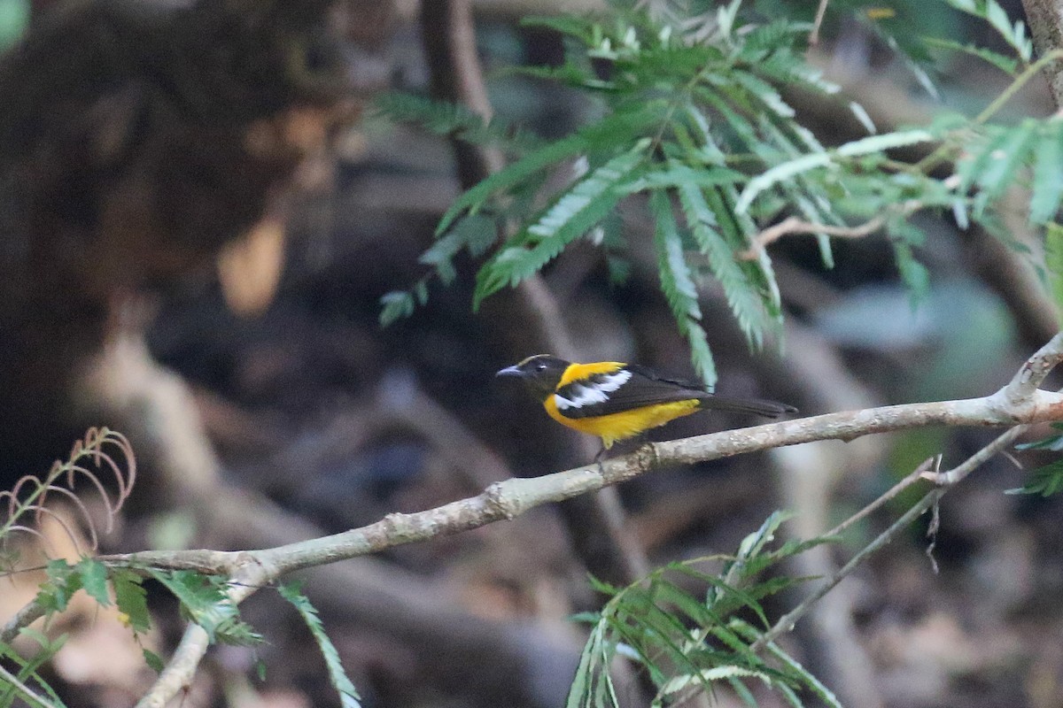 White-winged Shrike-Tanager - ML72195731