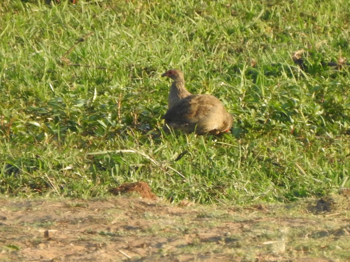 Swainson's Spurfowl - ML72196141