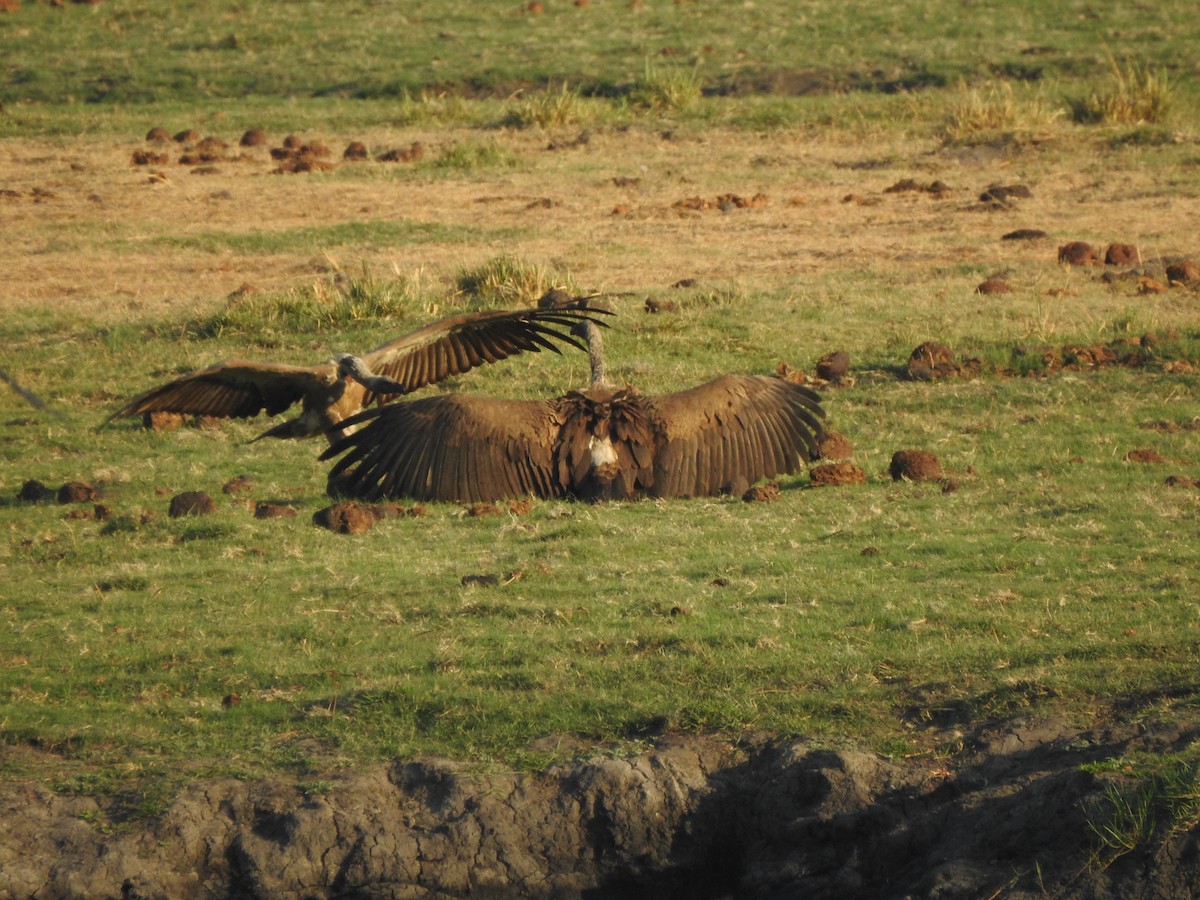 White-backed Vulture - ML72196281