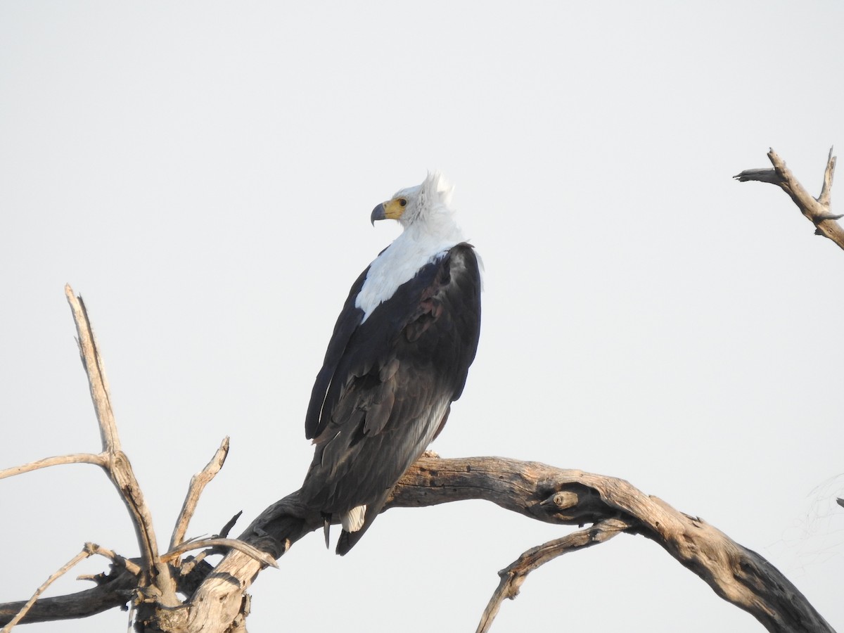 African Fish-Eagle - Kent Miller