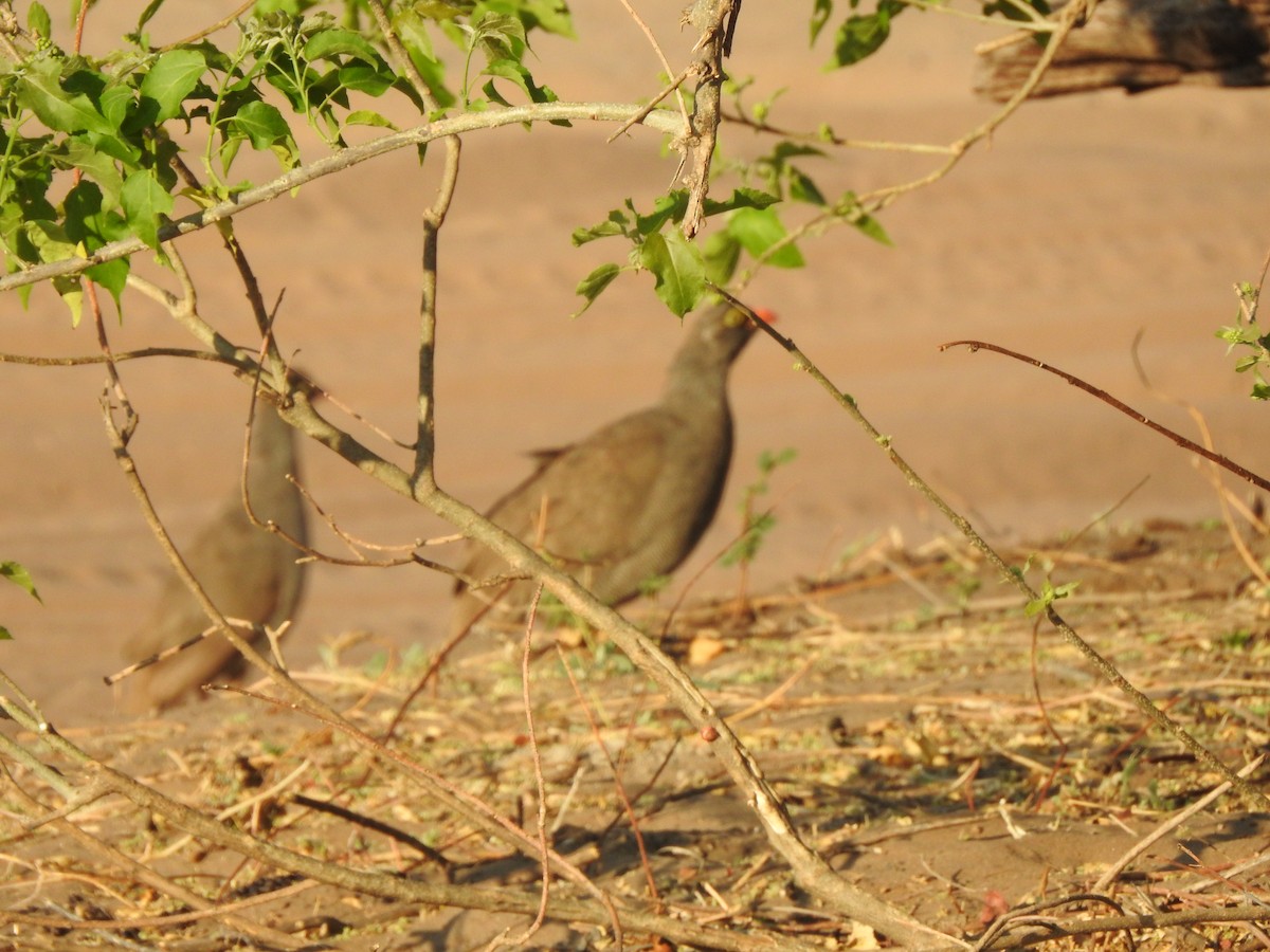 Red-billed Spurfowl - ML72196521