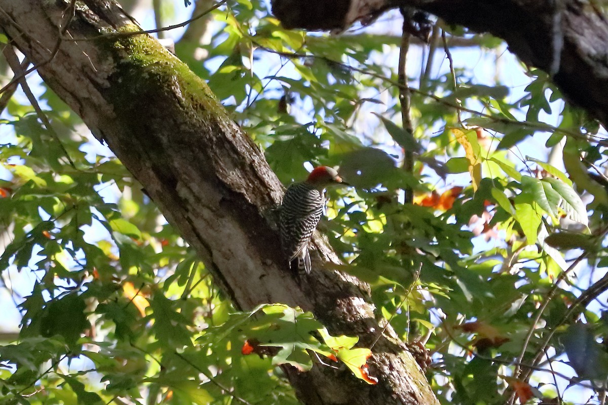 Red-bellied Woodpecker - ML72196711