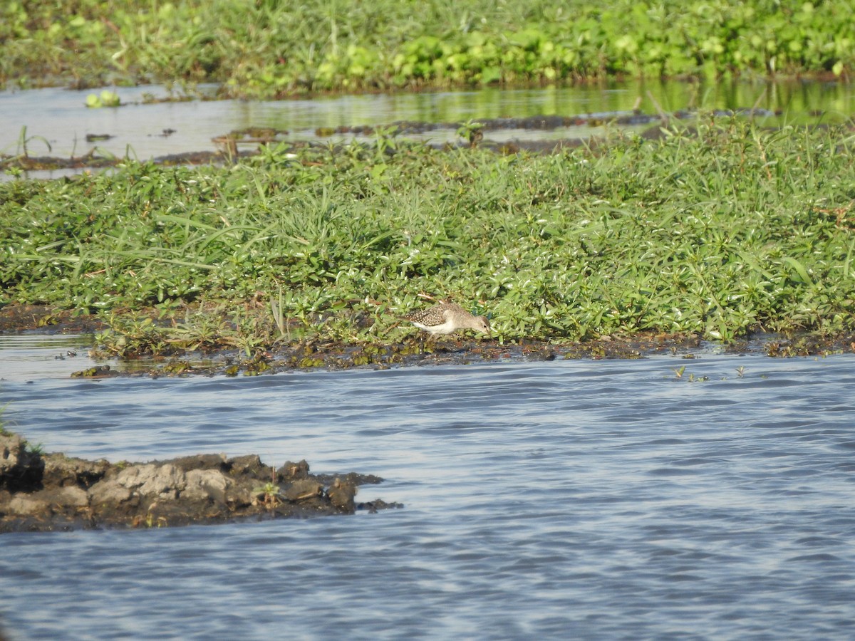 Wood Sandpiper - ML72197691