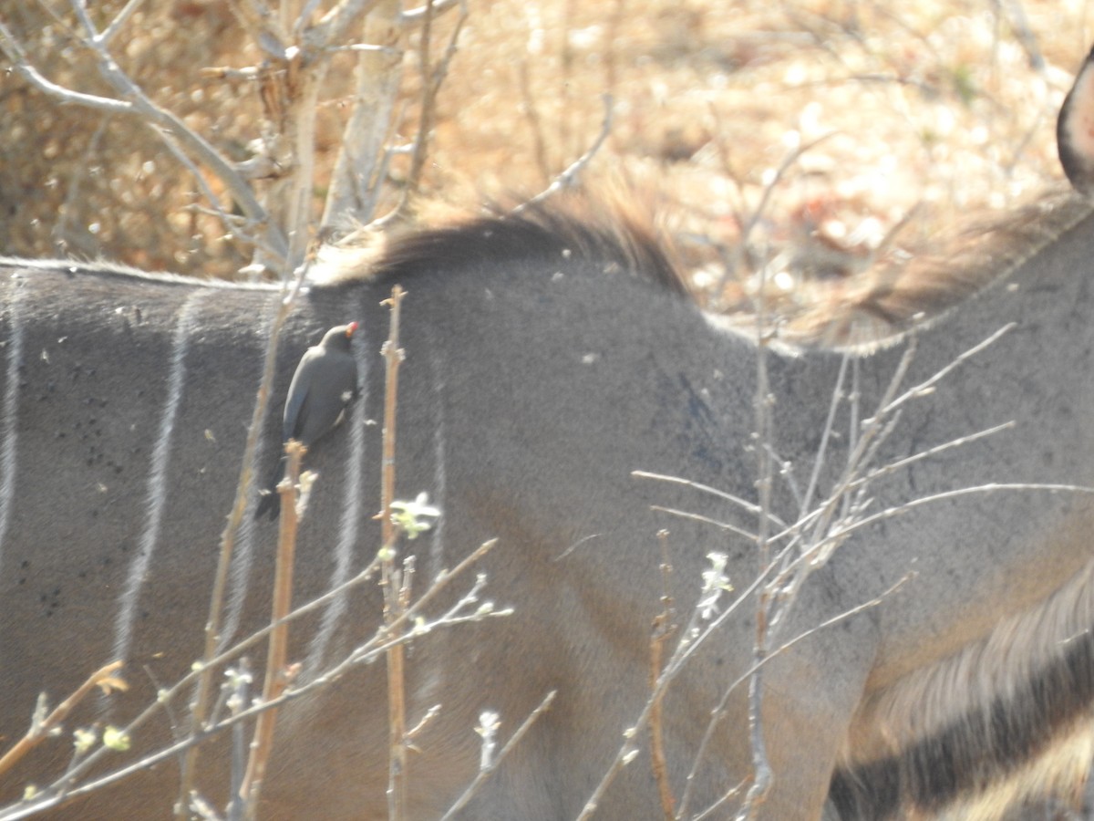 Red-billed Oxpecker - ML72198701