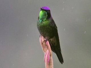 Male - Purple-backed Thornbill