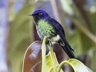 Male - Purple-backed Thornbill