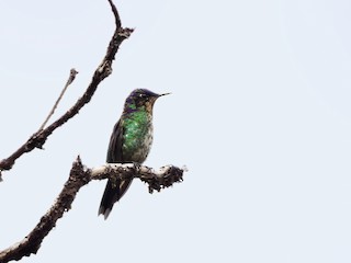 Immature male - Purple-backed Thornbill