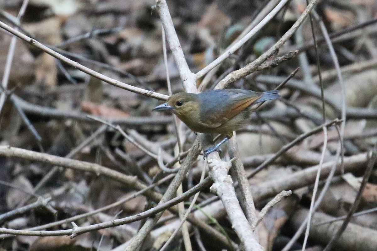 Spot-winged Antshrike - ML72199811