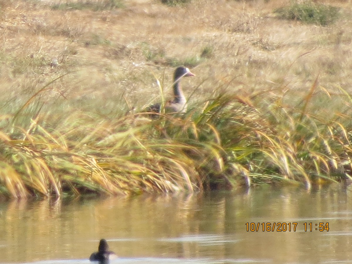 Greater White-fronted Goose - ML72201161