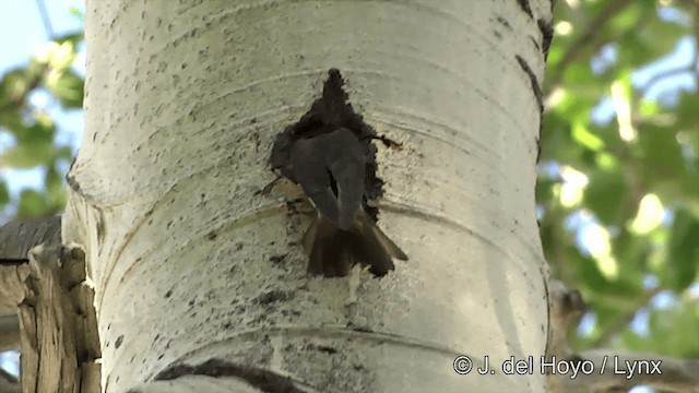 Golondrina Bicolor - ML722015