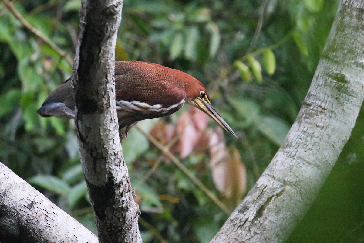 Rufescent Tiger-Heron - ML72202171