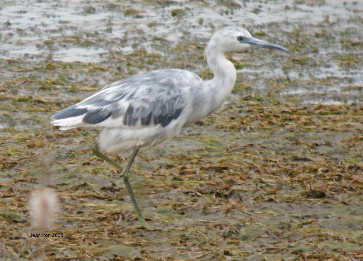 Little Blue Heron - ML72202731