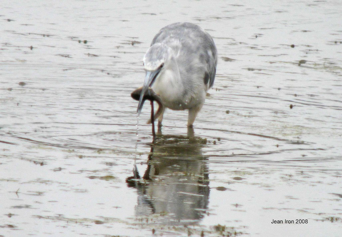 Little Blue Heron - ML72203231