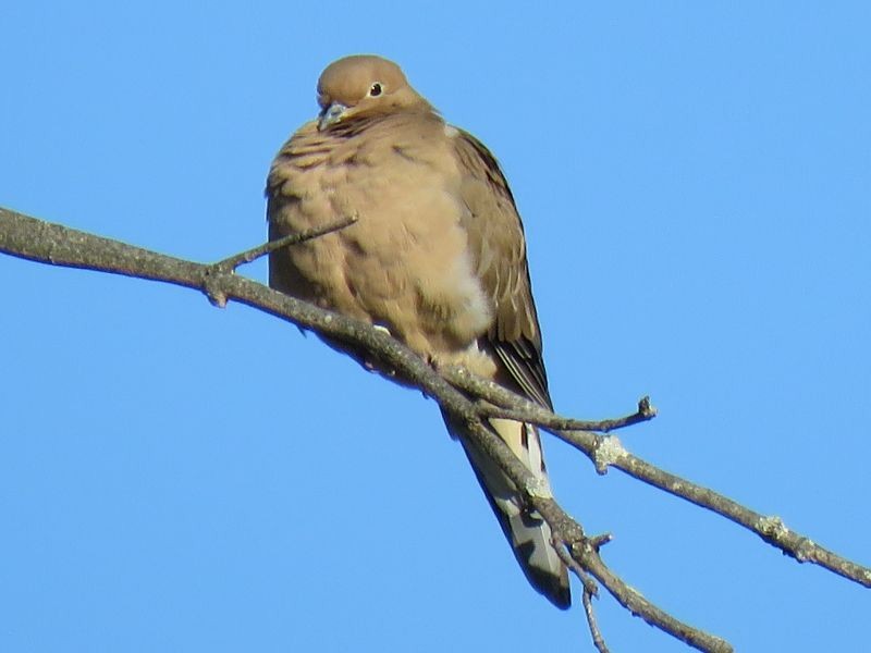 Mourning Dove - ML72203291