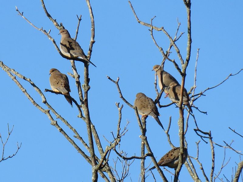 Mourning Dove - ML72203311