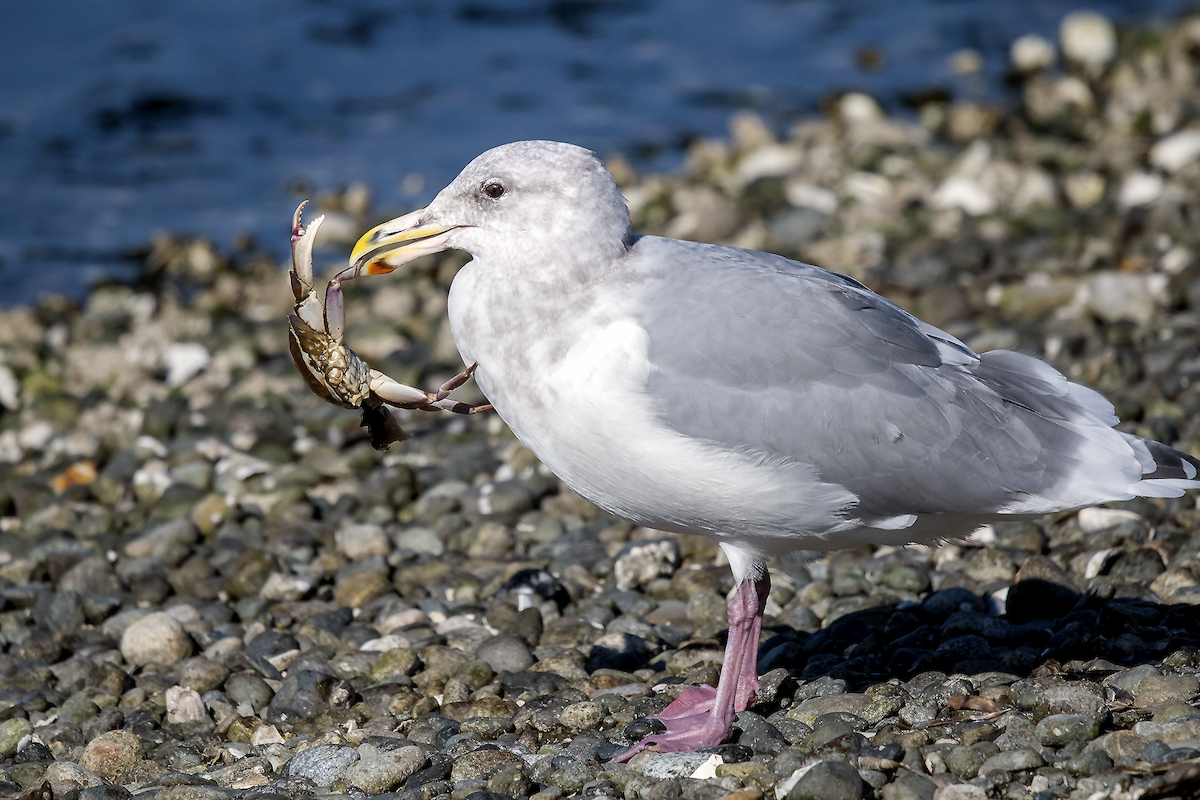 Gaviota de Bering - ML72203531