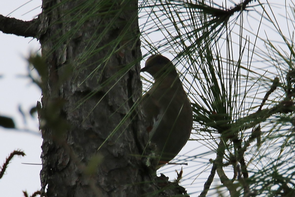 White-winged Dove - ML72204031